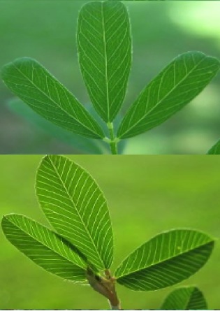 Figure 3. Leaves of sericea
lespedeza (top) and common
lespedeza (bottom). Photos by
P. McCullough.